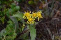 174 Dovrefjell, Moschusochsensafarie