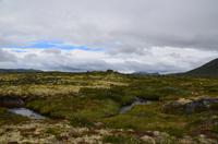 175 Dovrefjell, Moschusochsensafarie