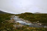 176 Dovrefjell, Moschusochsensafarie