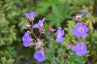 180 Dovrefjell, Moschusochsensafarie