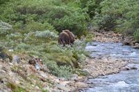 181 Dovrefjell, Moschusochsensafarie