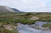 182 Dovrefjell, Moschusochsensafarie