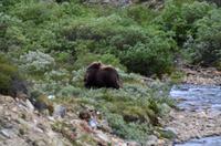 183 Dovrefjell, Moschusochsensafarie