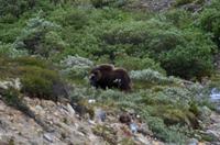 184 Dovrefjell, Moschusochsensafarie