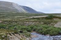 185 Dovrefjell, Moschusochsensafarie