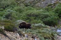 186 Dovrefjell, Moschusochsensafarie