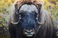 187 Dovrefjell, Moschusochsensafarie