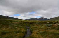 190 Dovrefjell, Moschusochsensafarie