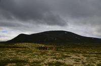 191 Dovrefjell, Moschusochsensafarie