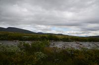 193 Dovrefjell, Moschusochsensafarie