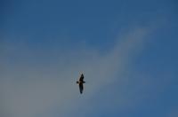 333 Insel Runde, Raubmöve