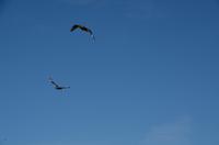 337 Insel Runde, Raubmöven