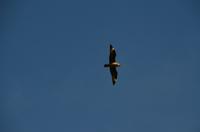 338 Insel Runde, Raubmöve