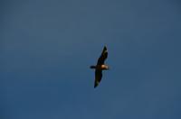 339 Insel Runde, Raubmöve