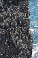348 Insel Runde, Basstölpel am Vogelfelsen