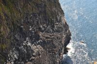350 Insel Runde, Basstölpel am Vogelfelsen