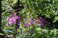 387 Wanderung zum Briksdalsbreen