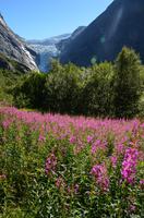 412 Wanderung zum Briksdalsbreen