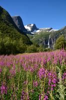 413 Wanderung zum Briksdalsbreen