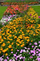 242 Oslo, Blumenrabatte am  Rathaus