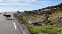 126 Rentiere am Porsangerfjord