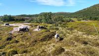 128 Rentiere am Porsangerfjord