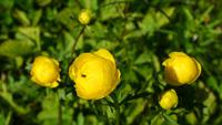 128 Trollblume
