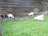 Maihaugen Lillehammer