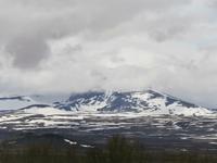 Snöhätta im Dovrefjell