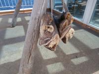 Stockfisch auf dem Schiff