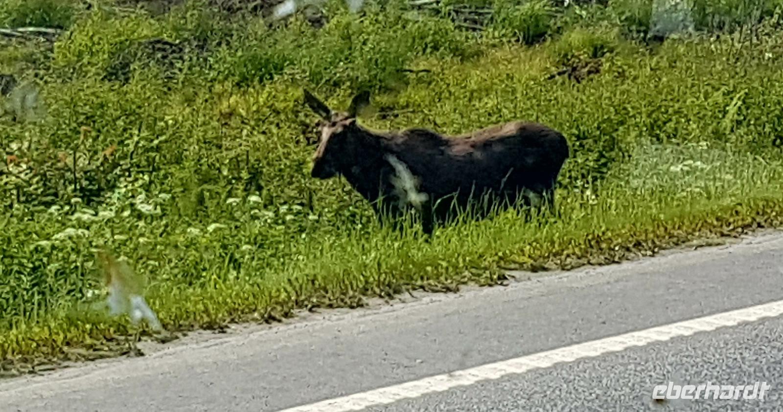 Begegnung mit einem Elch