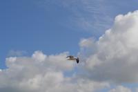 Begleiter bei der Ausschiffung (2)