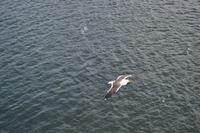 Begleiter bei der Ausschiffung