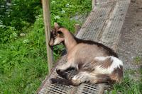 Besuch der Ziegenalm (5)