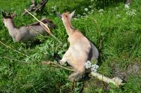 Besuch der Ziegenalm (6)