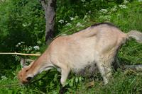 Besuch der Ziegenalm (8)