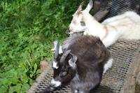 Besuch der Ziegenalm (10)