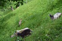 Besuch der Ziegenalm