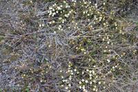 Flora in Longyearbyen
