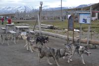 Huskyschlittenfahrt (6)