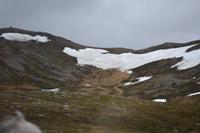 Rentiere auf dem Weg zum Nordkap (2)
