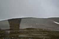 Rentiere auf dem Weg zum Nordkap