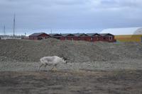 Rentiere in Longyearbyen (2)