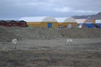 Rentiere in Longyearbyen (3)