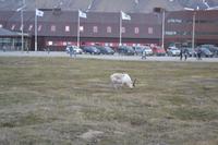 Rentiere in Longyearbyen (5)