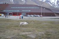 Rentiere in Longyearbyen (6)