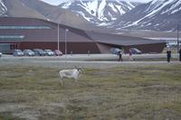 Rentiere in Longyearbyen (7)