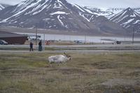 Rentiere in Longyearbyen (8)
