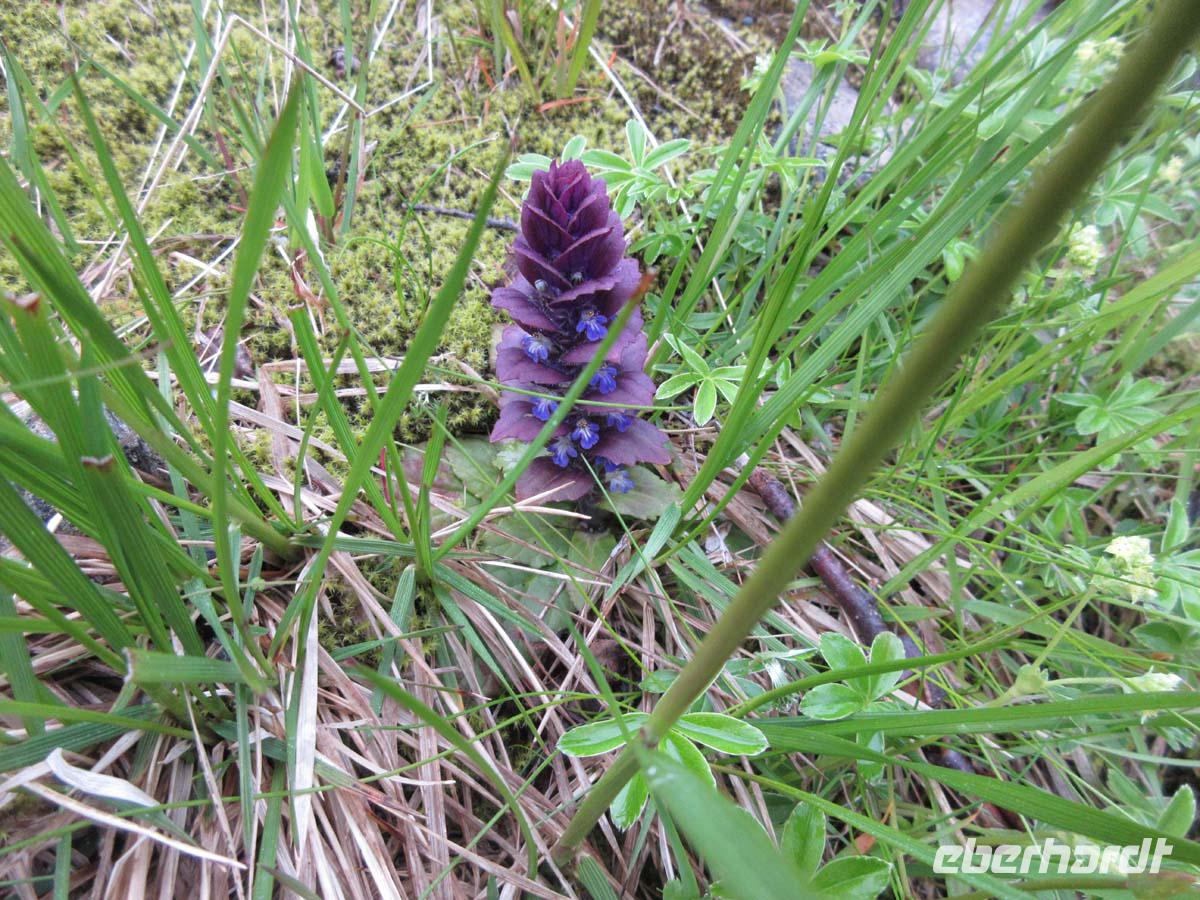 Pyramidengünsel auf dem Saudafjell