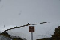 273 Jotunheimen; Schneefall auf dem Weg zur Sognefjellhütte